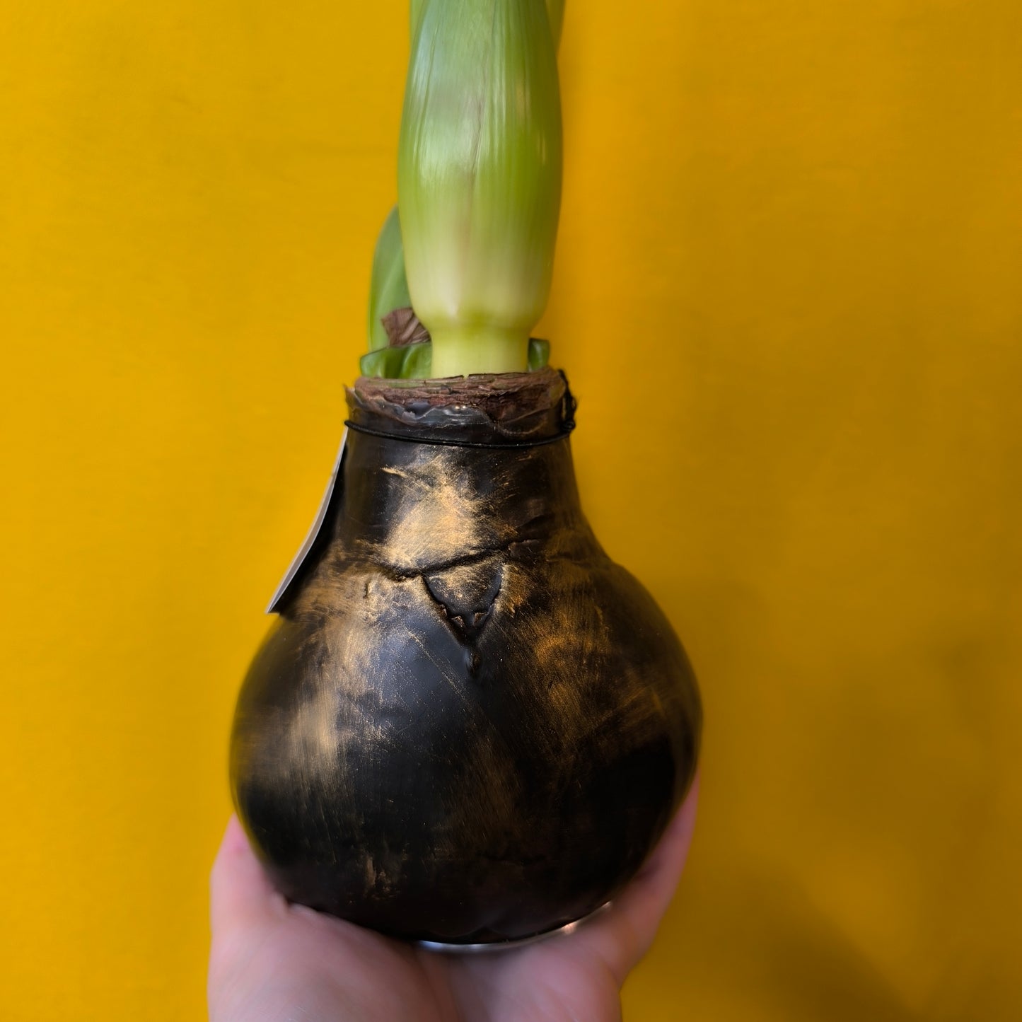 Amaryllis "No-water" Bulbs