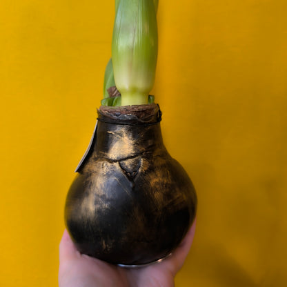 Amaryllis "No-water" Bulbs