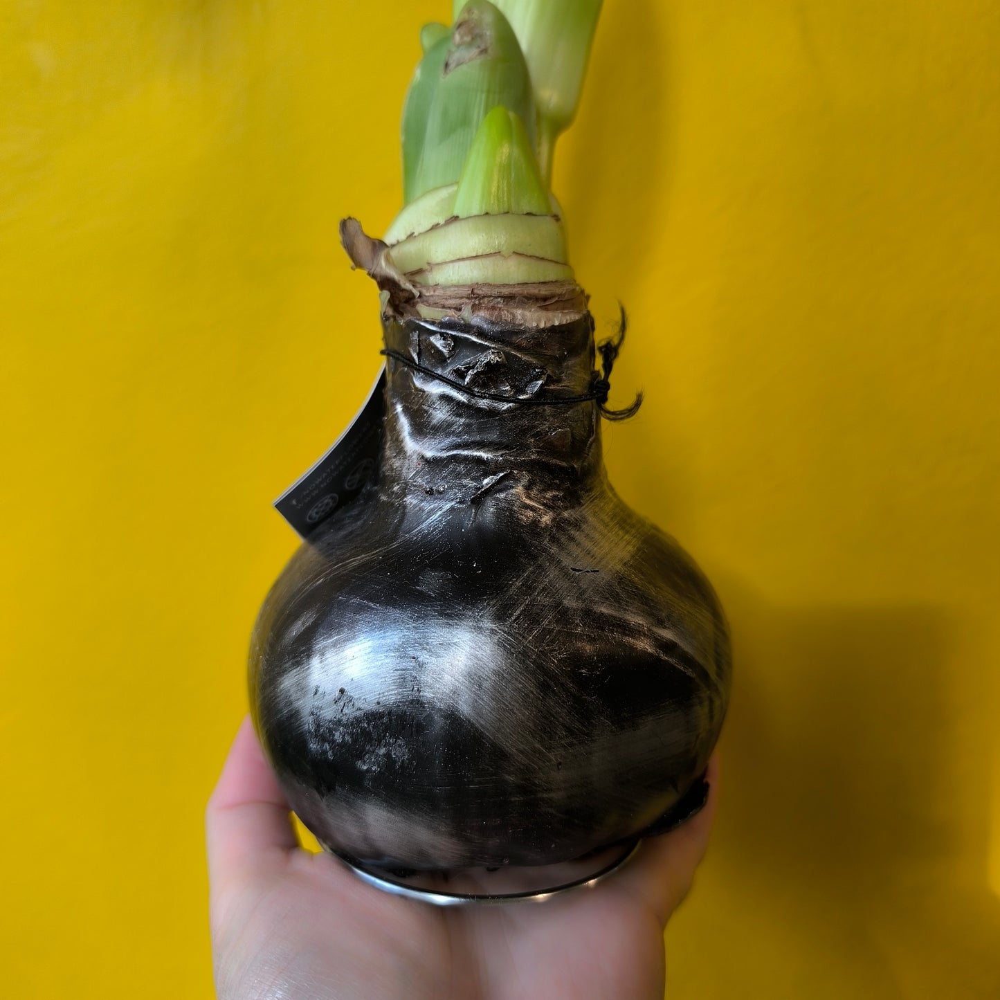 Amaryllis "No-water" Bulbs