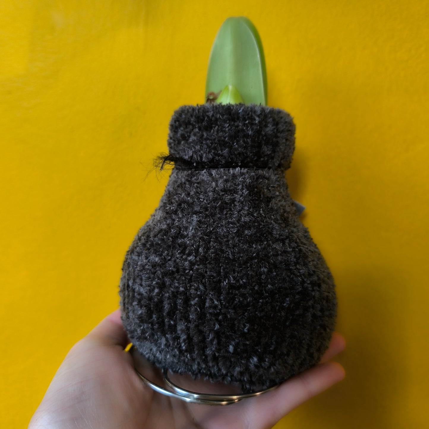 Amaryllis "No-water" Bulbs