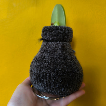 Amaryllis "No-water" Bulbs