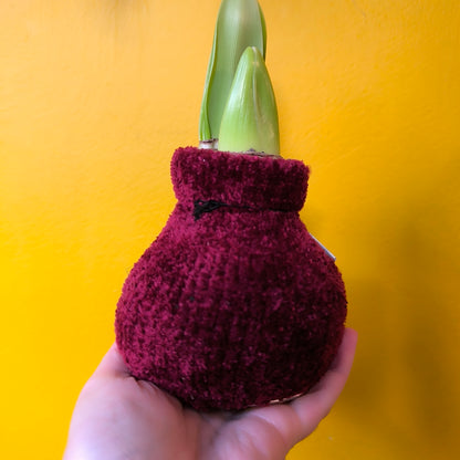 Amaryllis "No-water" Bulbs