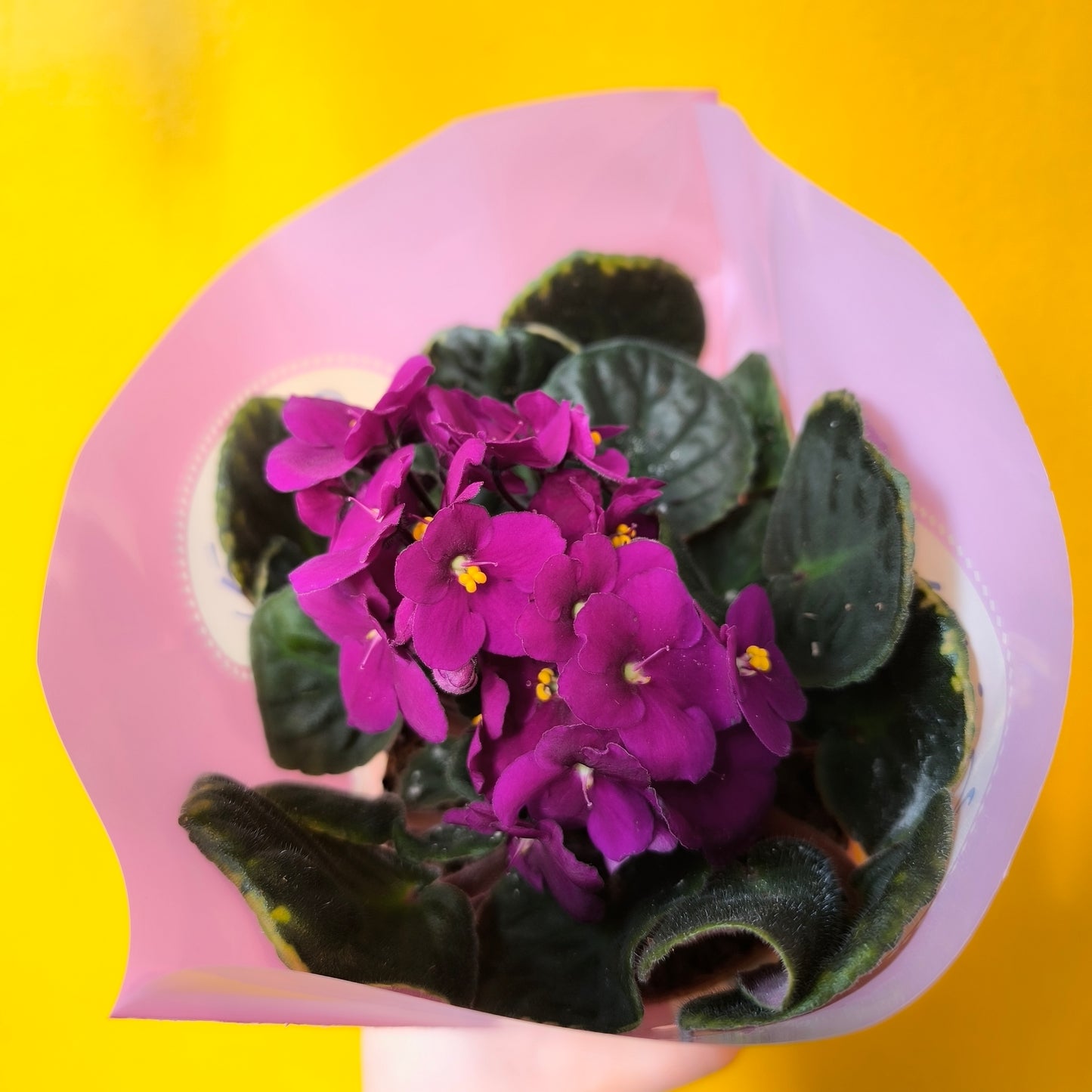 African Violets - Medium