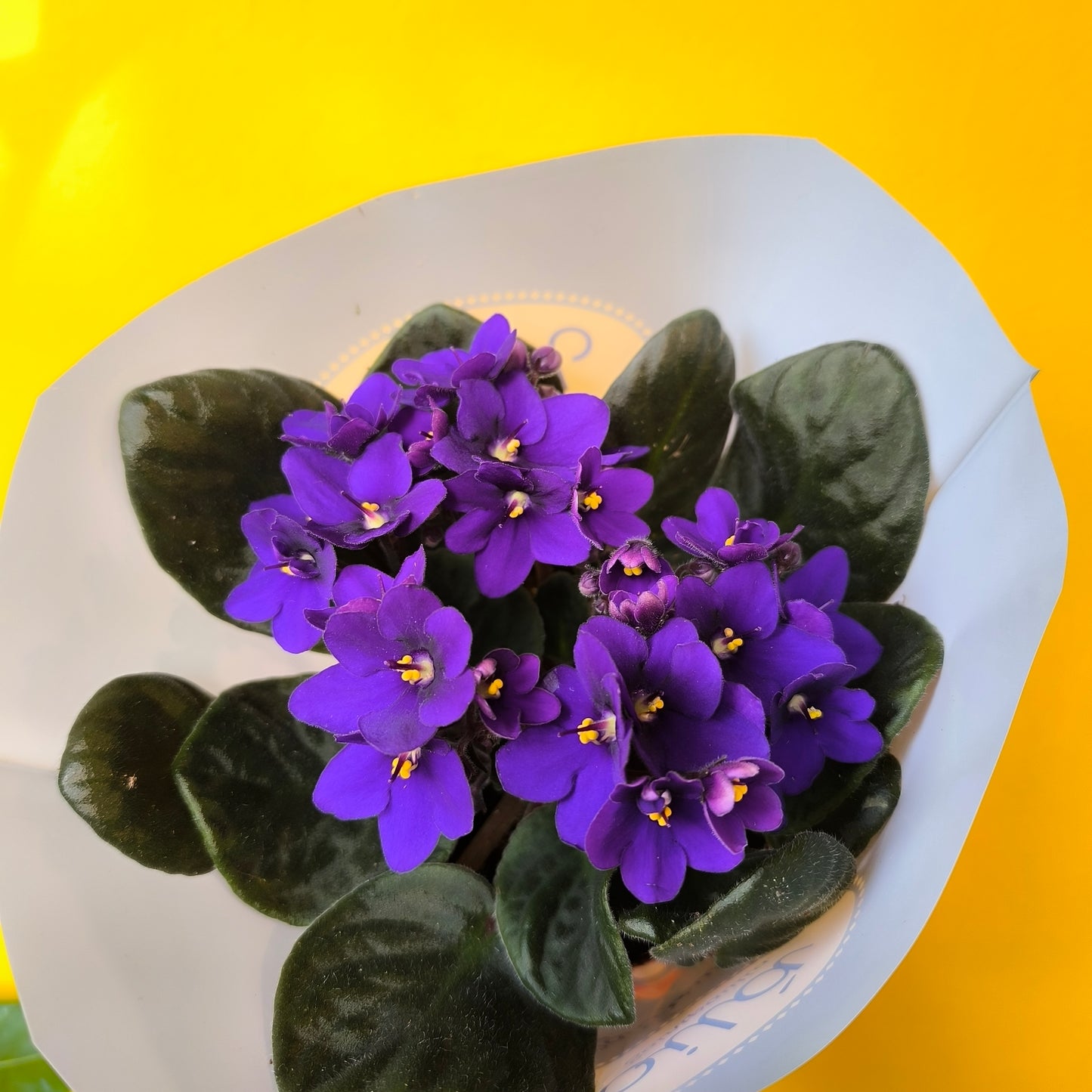 African Violets - Medium