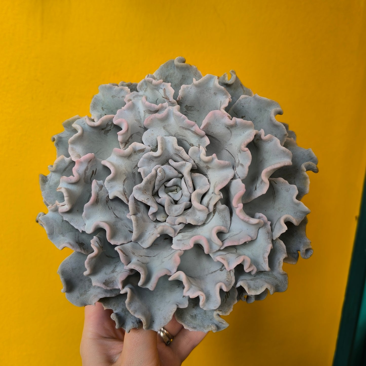 Echeveria `Crispy Beauty` Succulent - Medium