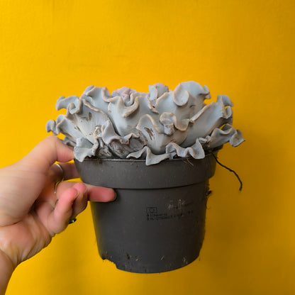 Echeveria `Crispy Beauty` Succulent - Medium