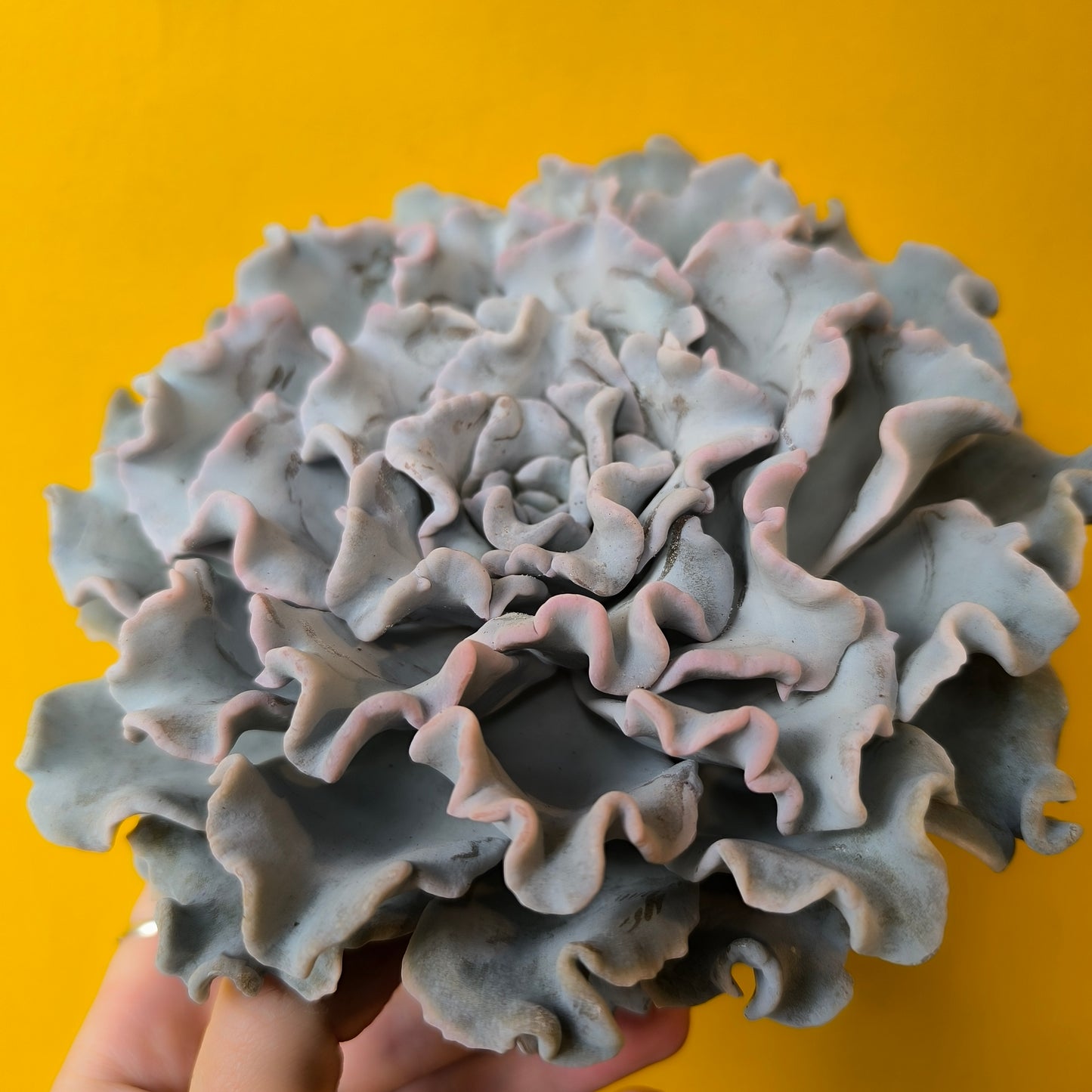 Echeveria `Crispy Beauty` Succulent - Medium