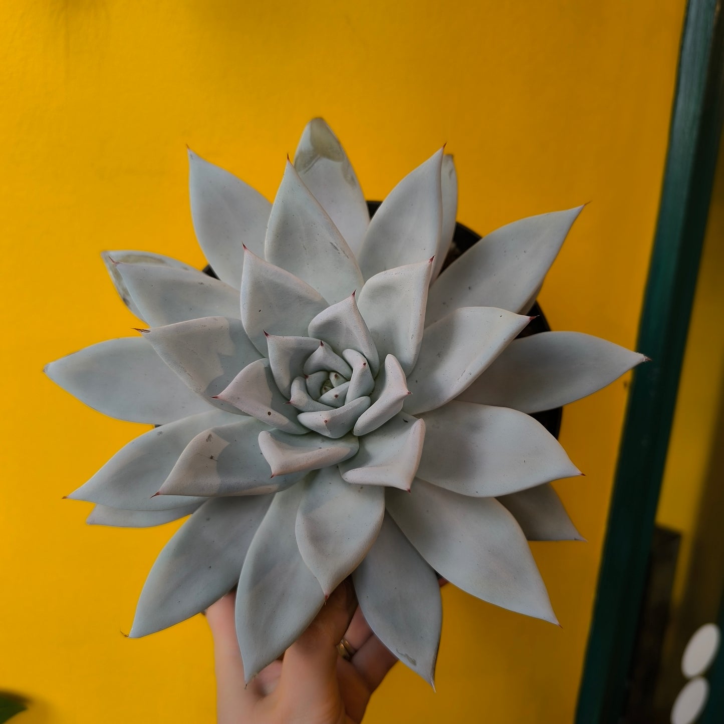Echeveria `Mexican Giant`- Medium