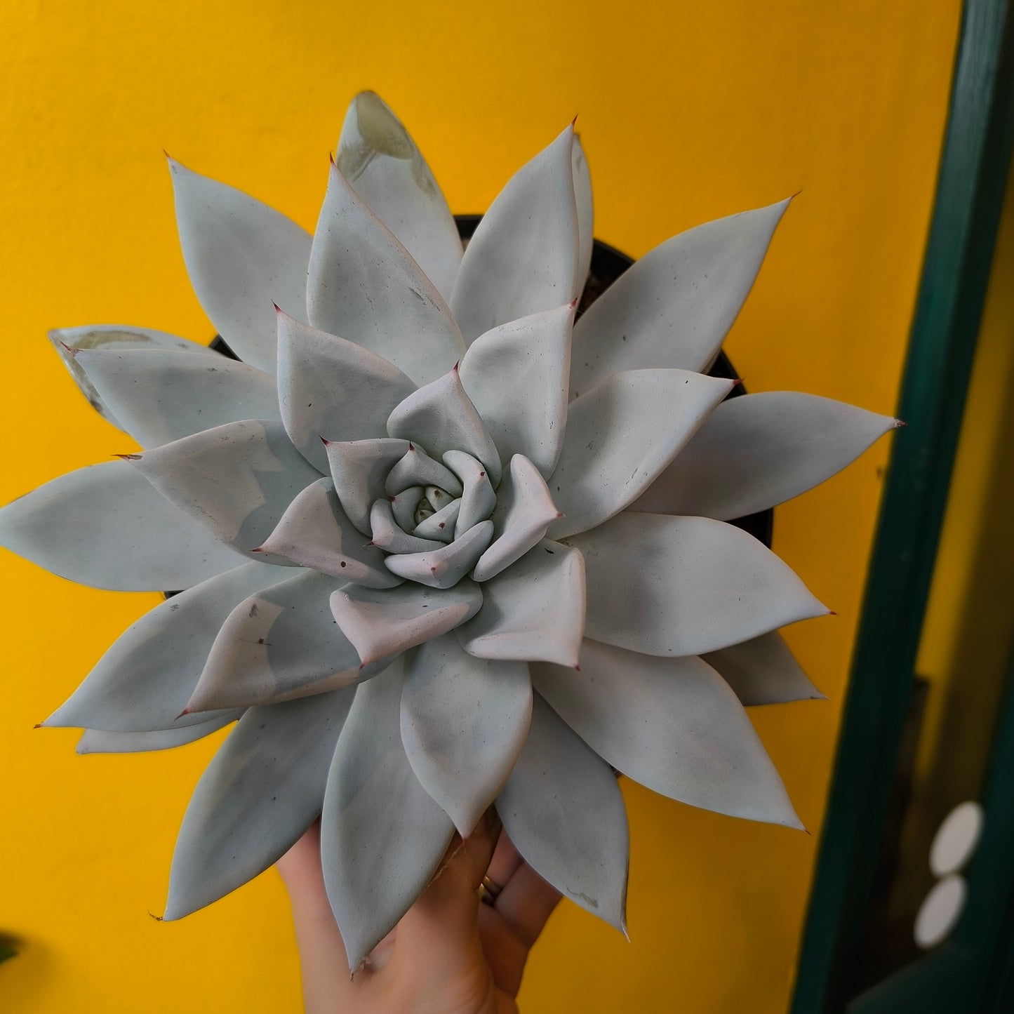 Echeveria `Mexican Giant`- Medium