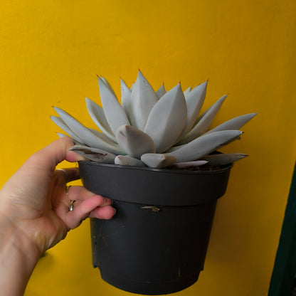 Echeveria `Mexican Giant`- Medium