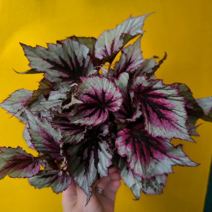 Begonia Rex - Mix