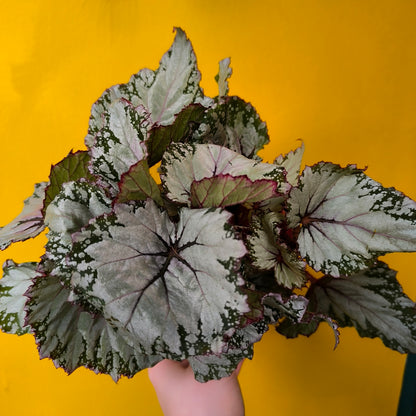 Begonia Rex - Mix