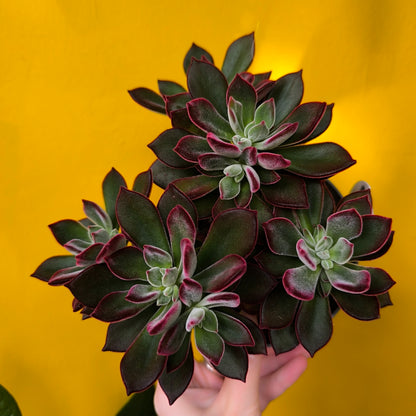 Echeveria pulvinata `Devotion` - Medium
