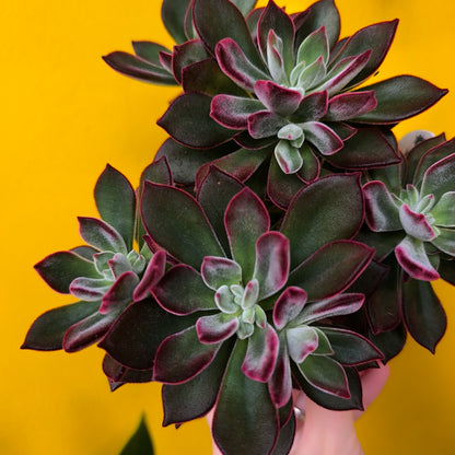 Echeveria pulvinata `Devotion` - Medium