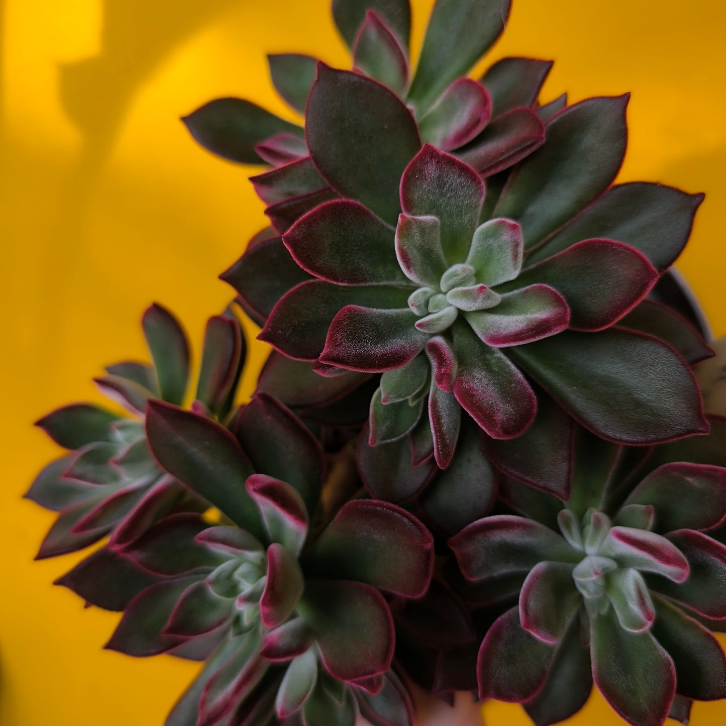 Echeveria pulvinata `Devotion` - Medium