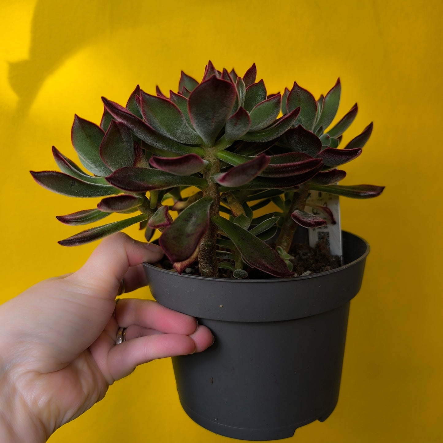 Echeveria pulvinata `Devotion` - Medium