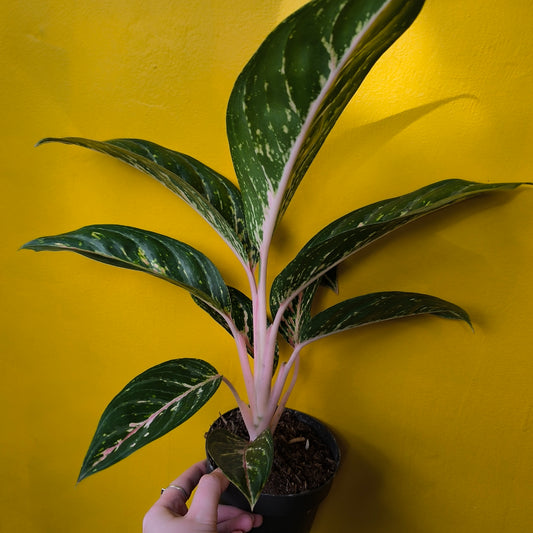 Aglaonema Chinese Evergreen 'Coco Green' - Medium