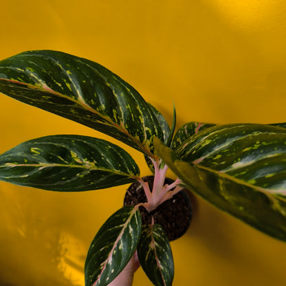 Aglaonema Chinese Evergreen 'Coco Green' - Medium