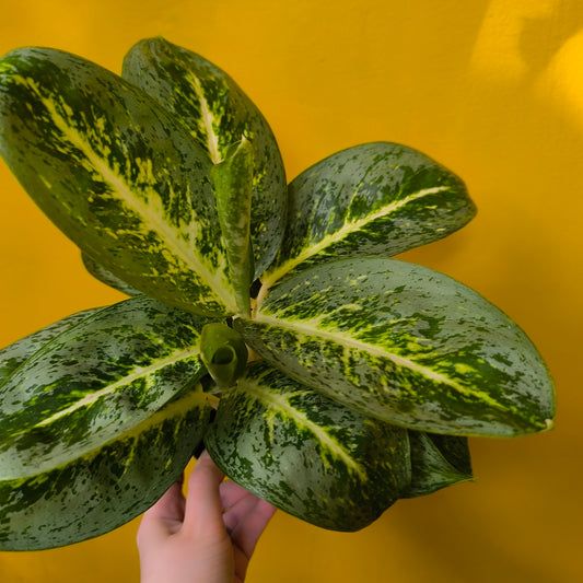 Aglaonema Chinese Evergreen `Lemon Mint` - Medium