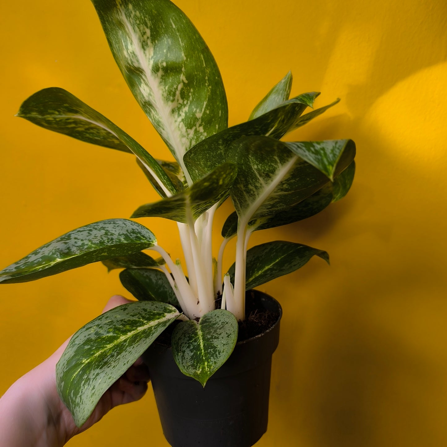Aglaonema Chinese Evergreen `Lemon Mint` - Medium