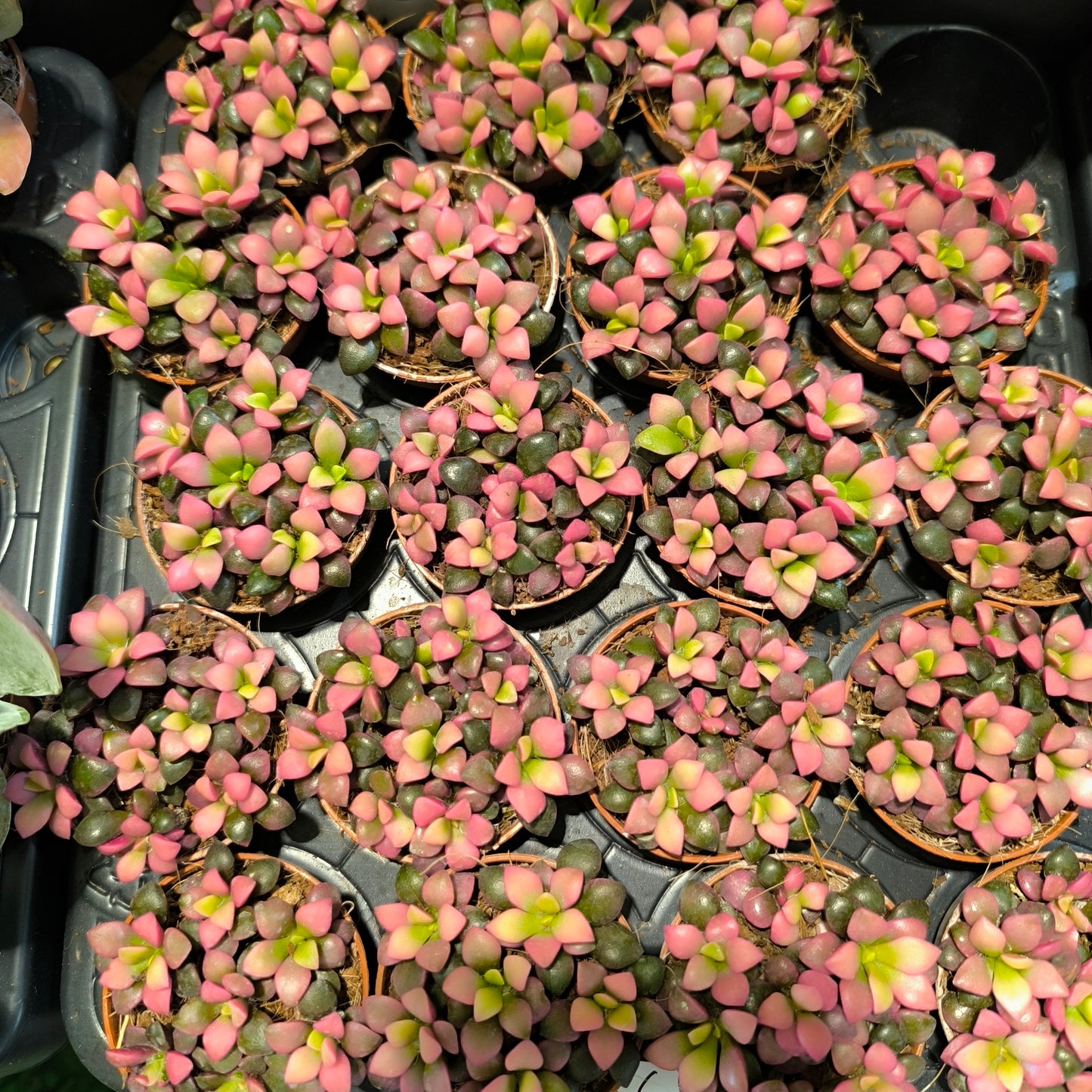 Anacampseros `Sunrise` succulent - Mini