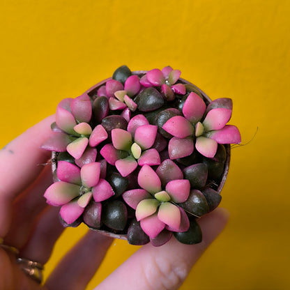 Anacampseros `Sunrise` succulent - Mini