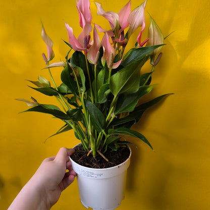 Flamingo Flower `Lilli` - Medium