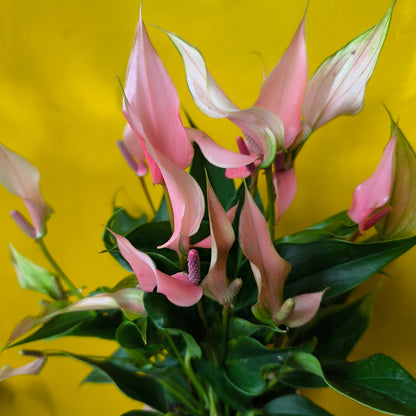 Flamingo Flower `Lilli` - Medium