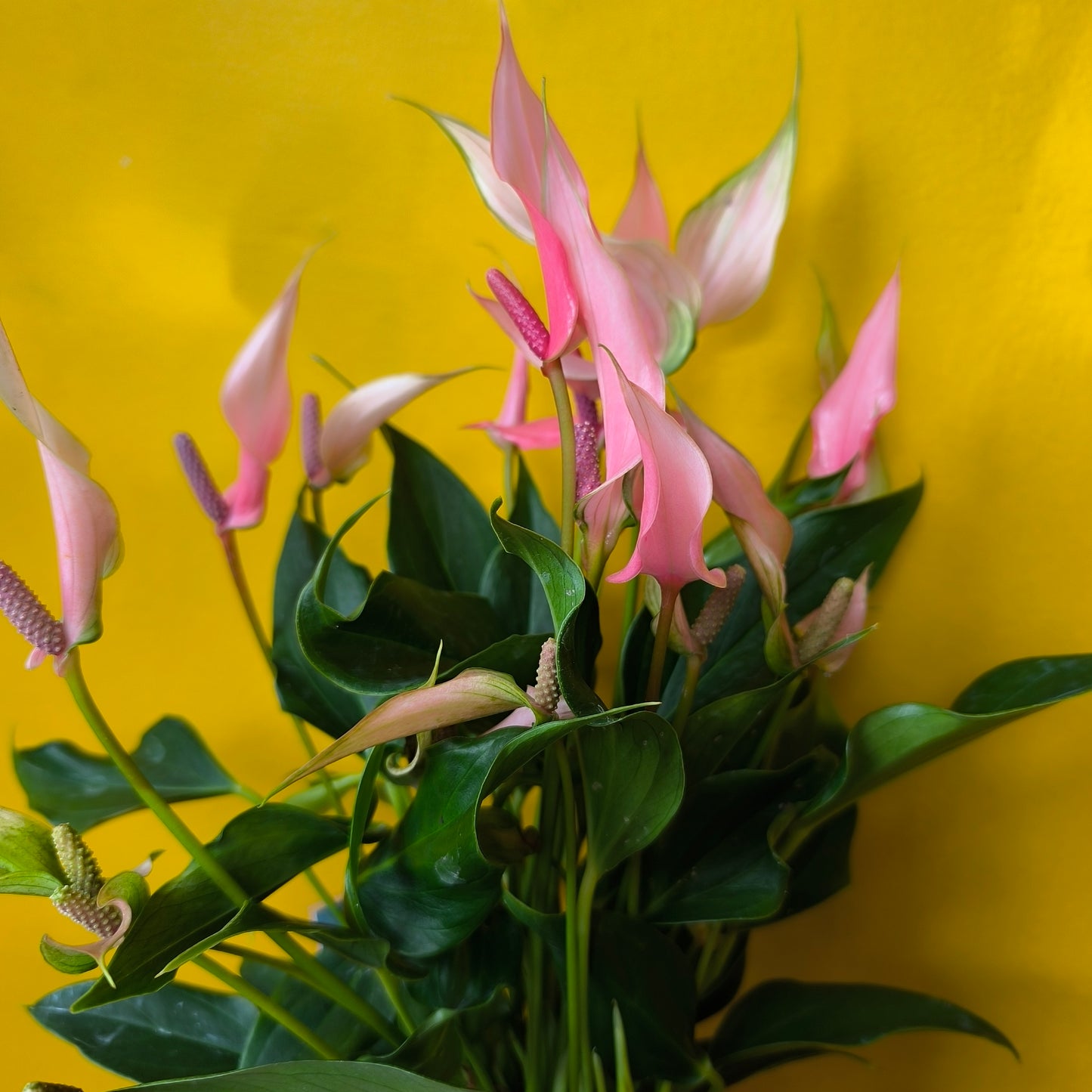 Flamingo Flower `Lilli` - Medium