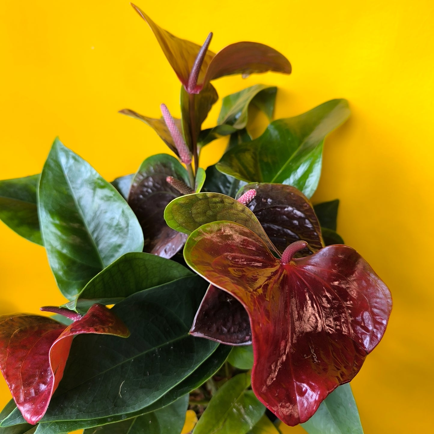 Flamingo Flower `Essencia Dark Red` - Medium