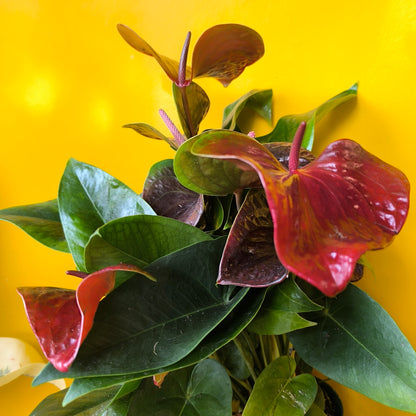 Flamingo Flower `Essencia Dark Red` - Medium