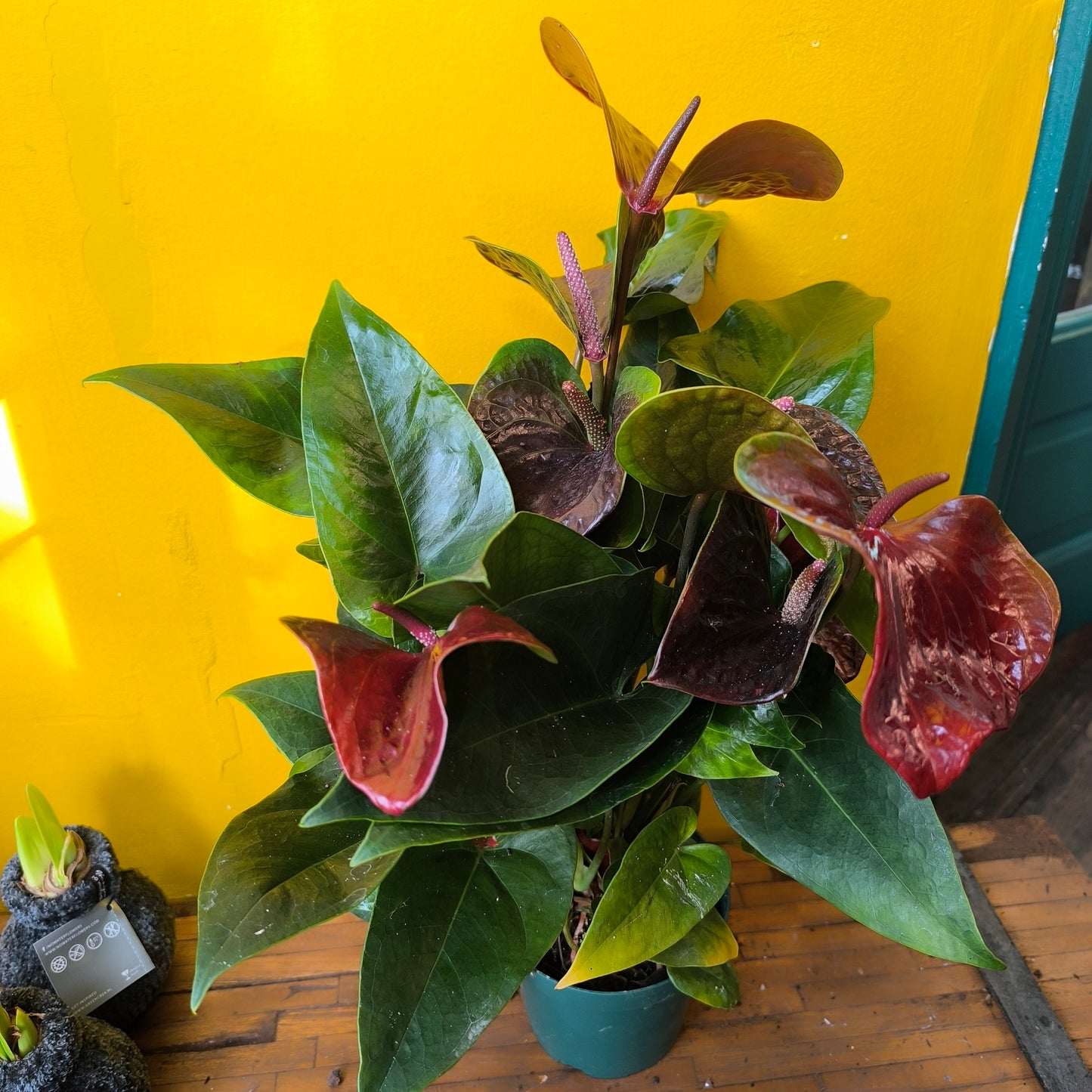 Flamingo Flower `Essencia Dark Red` - Medium