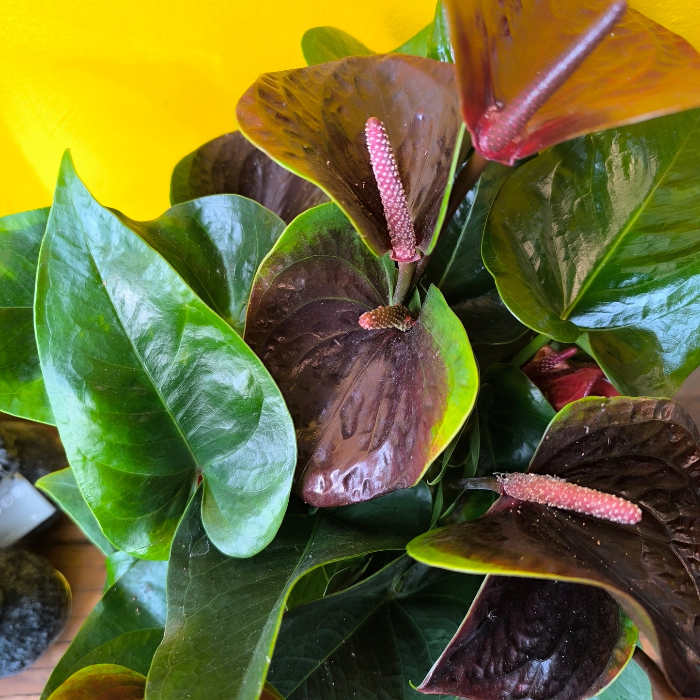 Flamingo Flower `Essencia Dark Red` - Medium