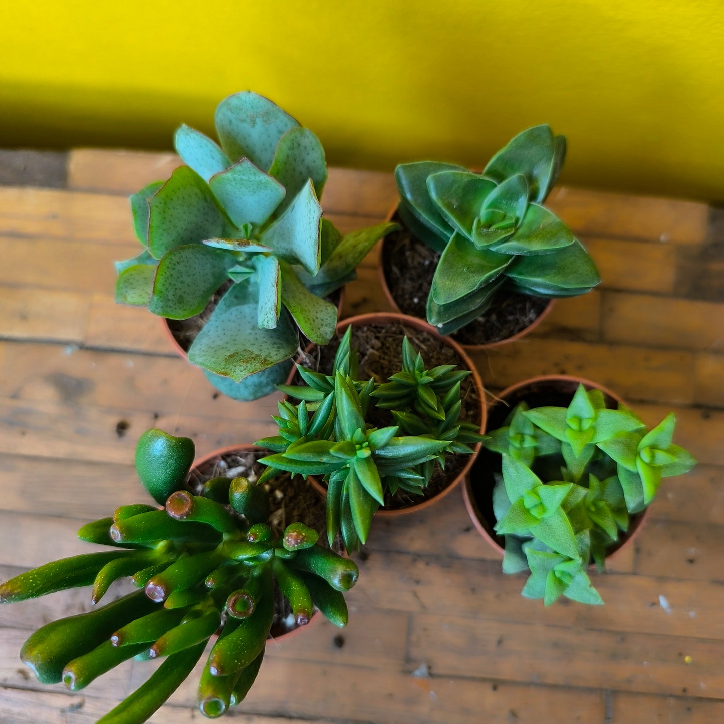 Money/Jade Plant  - Minis