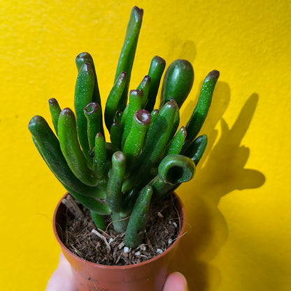 Money/Jade Plant  - Minis