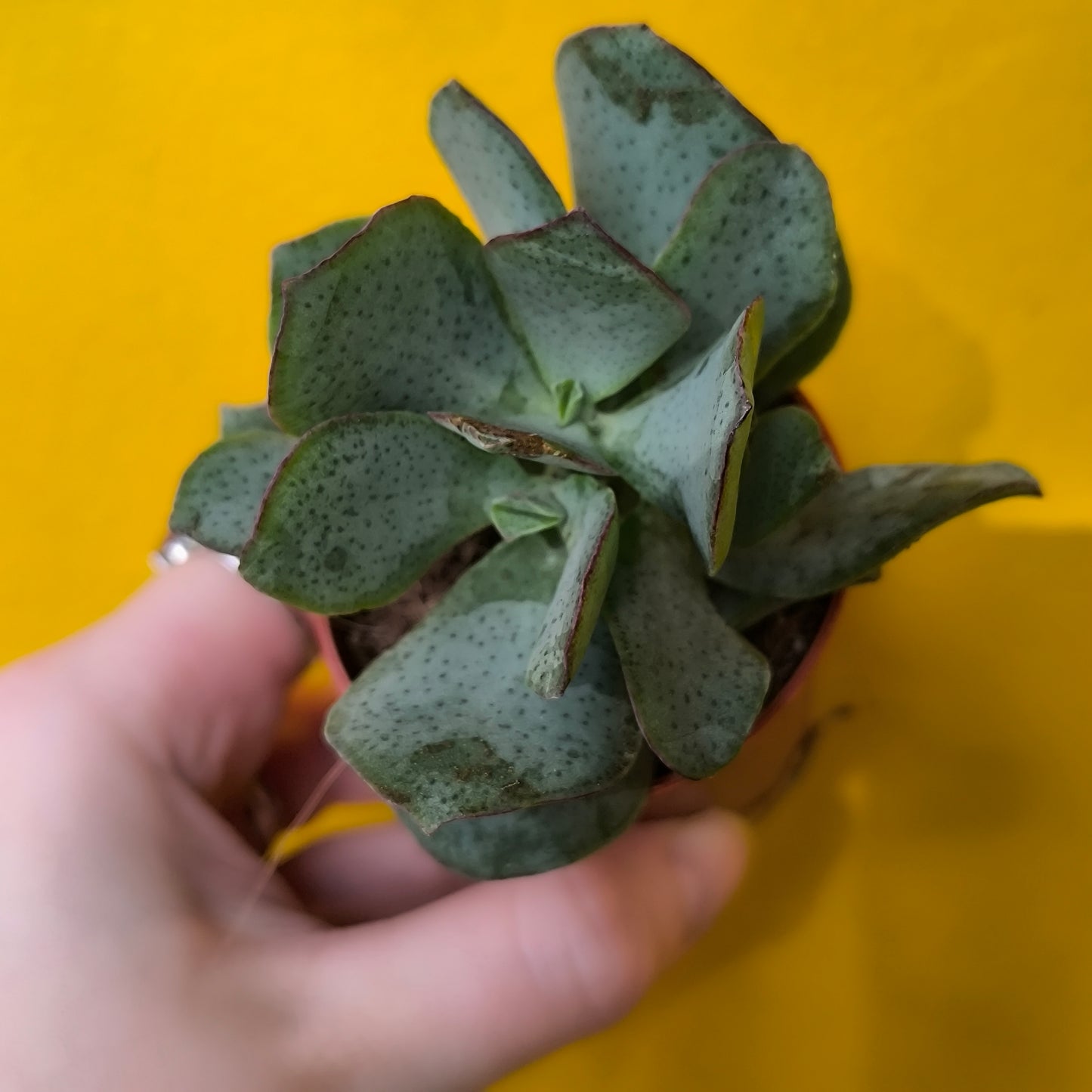 Money/Jade Plant  - Minis