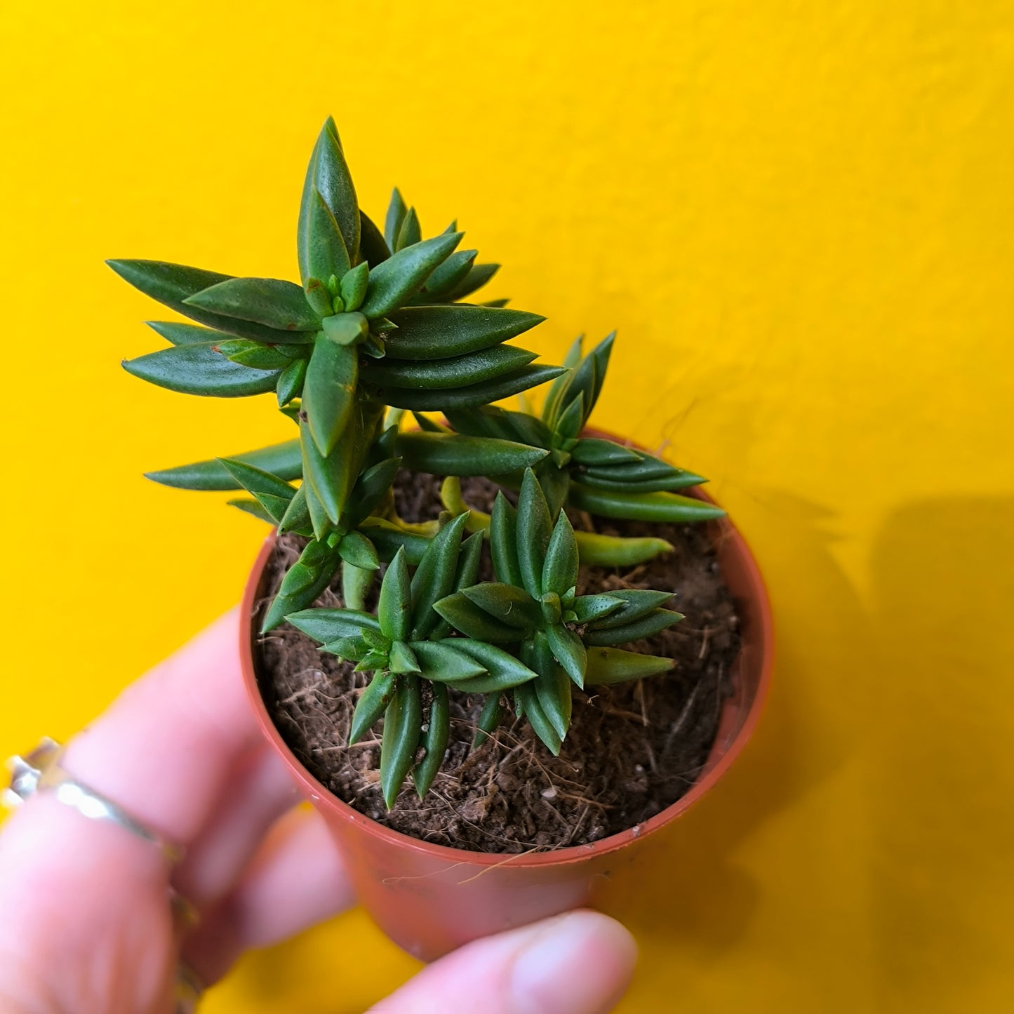 Money/Jade Plant  - Minis