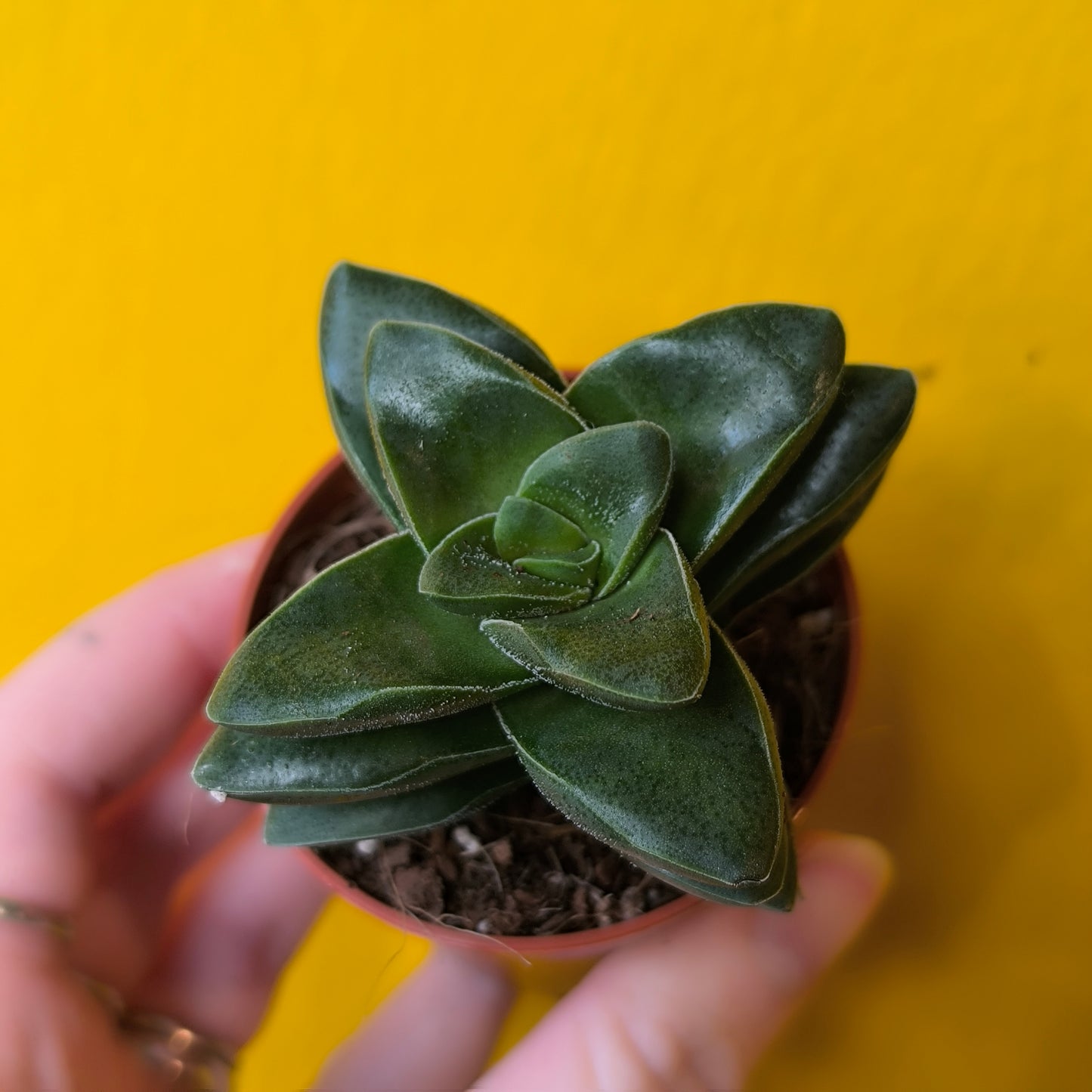 Money/Jade Plant  - Minis