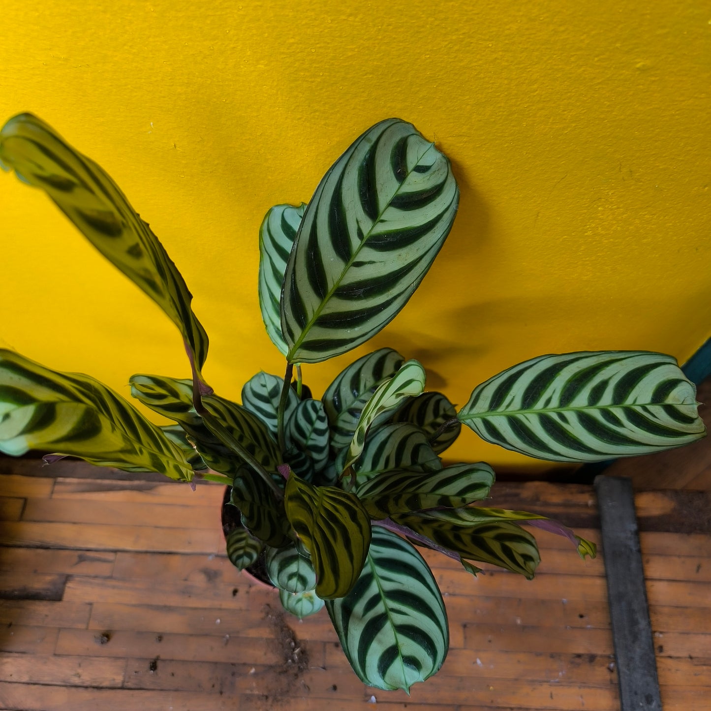 Prayer Plant Fishbone - Medium