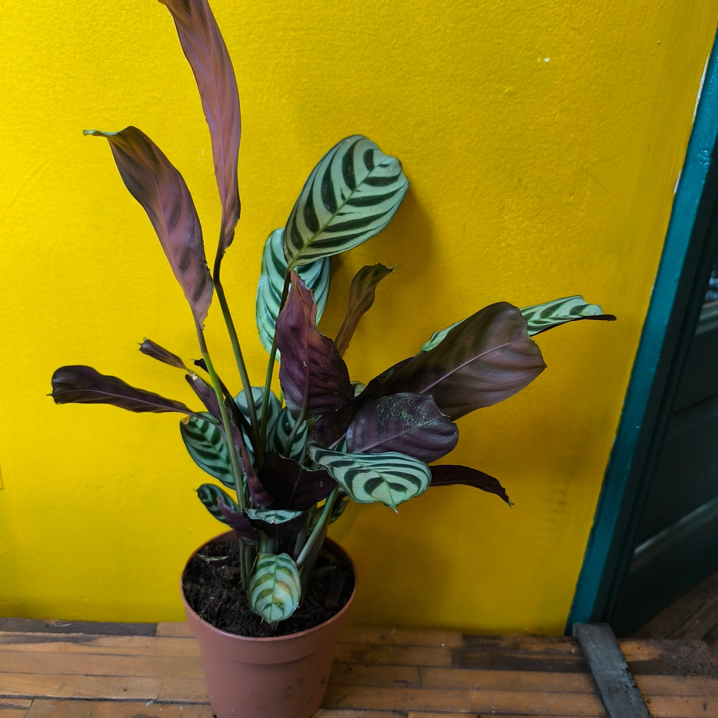 Prayer Plant Fishbone - Medium