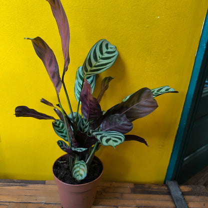 Prayer Plant Fishbone - Medium