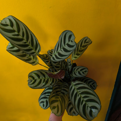 Prayer Plant Fishbone - Medium