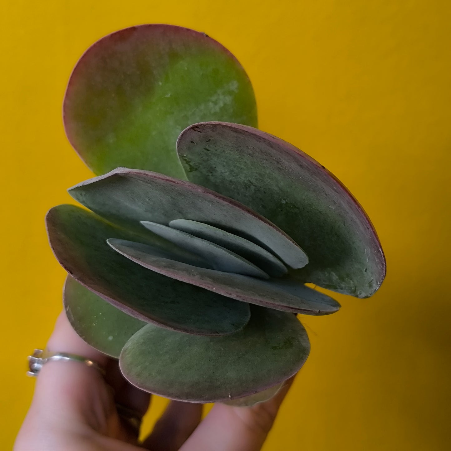 Desert Paddle 'Red Lips' - mini