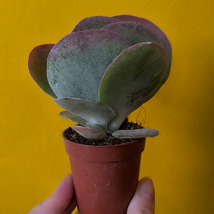 Desert Paddle 'Red Lips' - mini