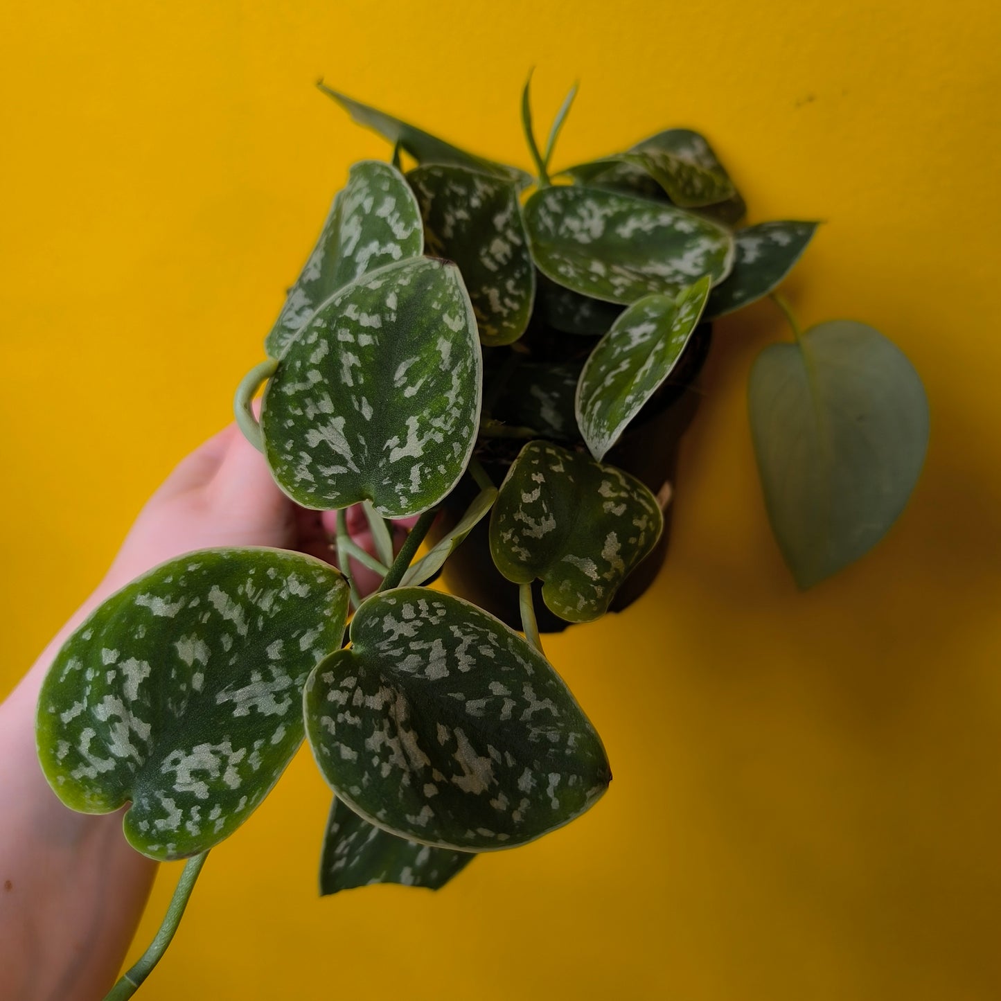 Pothos - Medium Mix