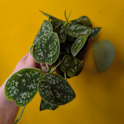 Pothos - Medium Mix