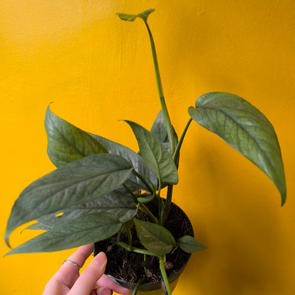 Pothos - Medium Mix