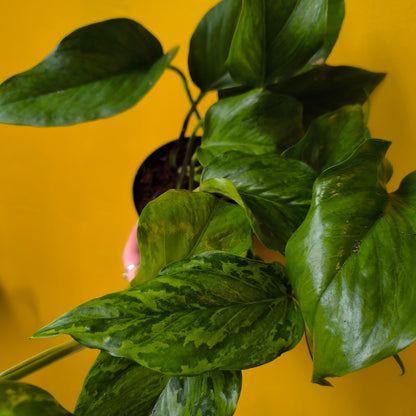 Pothos - Medium Mix