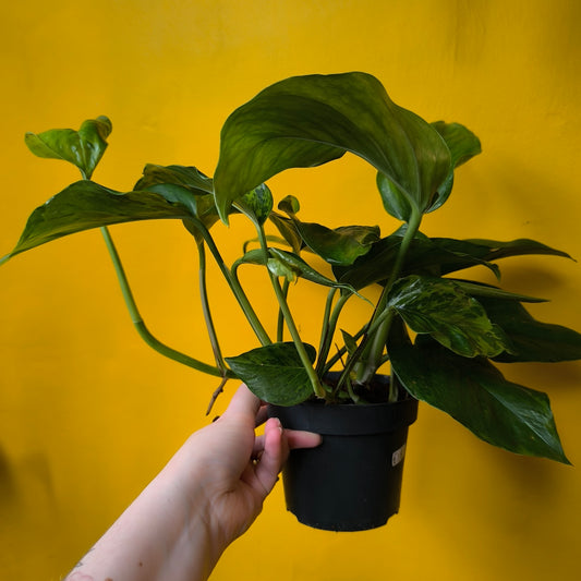 Pothos - Medium Mix