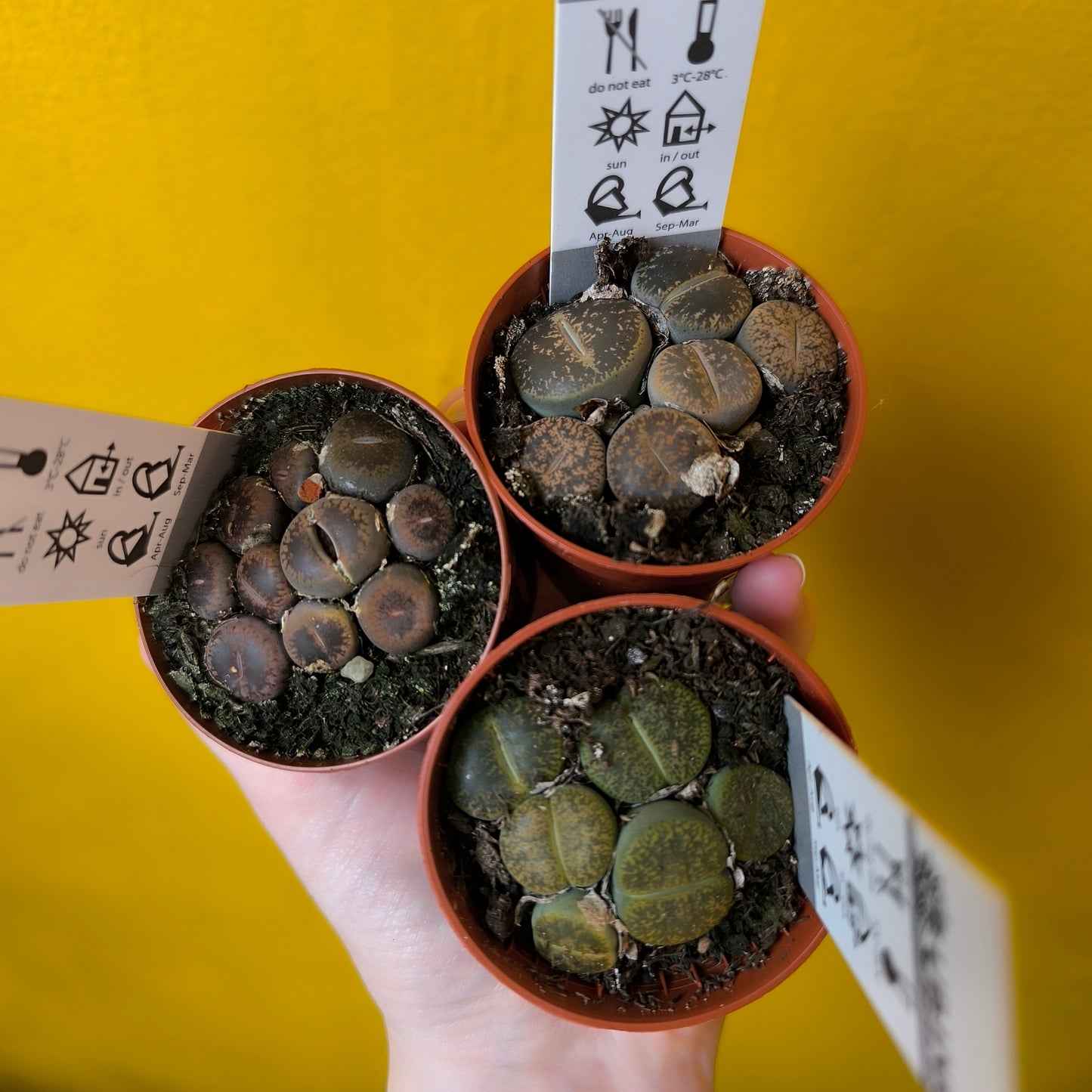 Lithops Stone Plants - Mini